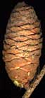 Balsam Fir 