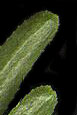 Blunt Tipped Leaves