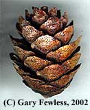12cm Cone