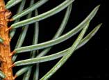 thick leaves