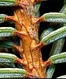 thick branch