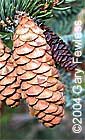 White Spruce