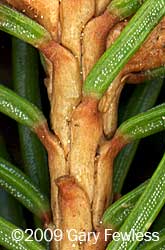 twig