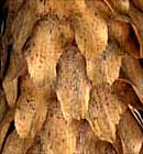 Colorado Blue Spruce