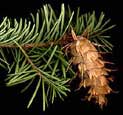 Douglas Fir