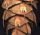 Douglas Fir mature