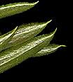 Cone Leaves