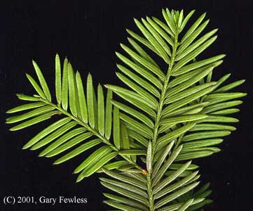 Native Shrub