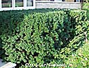 Japanese Shrub