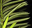 Japanese Yew