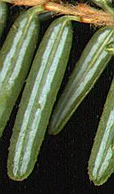 Eastern Hemlock