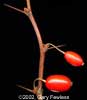 fruit
