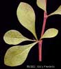 leaves
