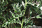 leaves
