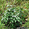plants
