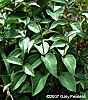 plants