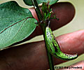 fruit