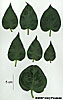 leaves