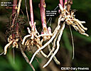 roots