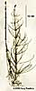 stem