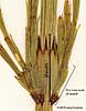 sheath