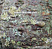 bark