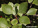 leaves