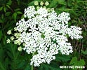 inflorescence