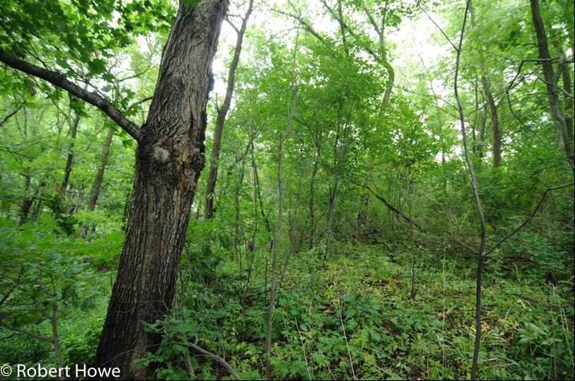 Northern Mesic Forest