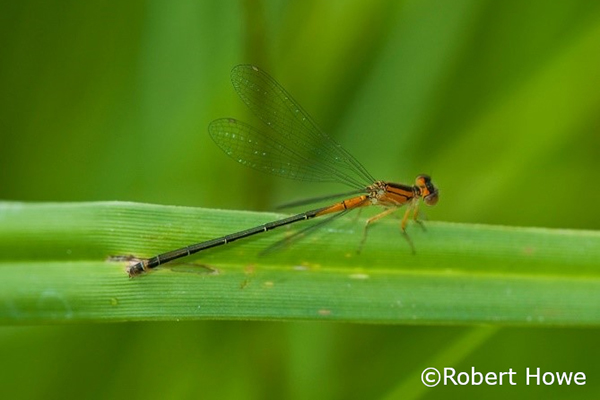 Dragonfly on a green stalk