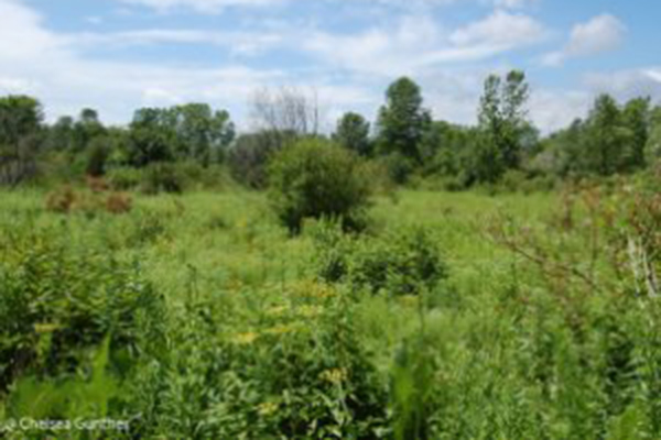 Surrogate Grassland